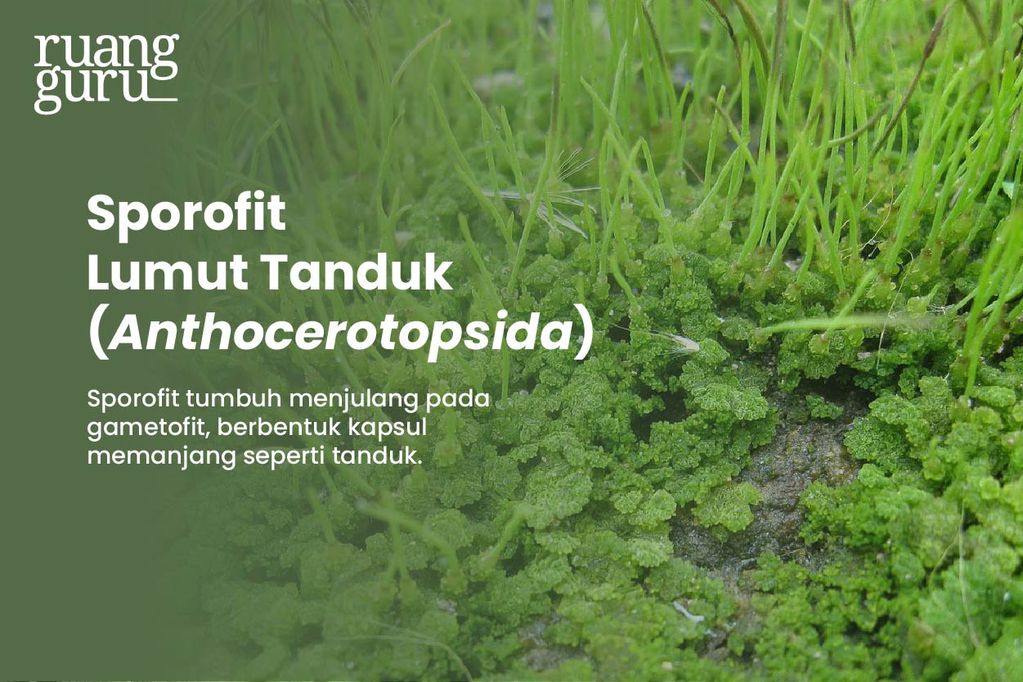 Lumut Bryophyta Pengertian Ciri Manfaat And Klasifikasi